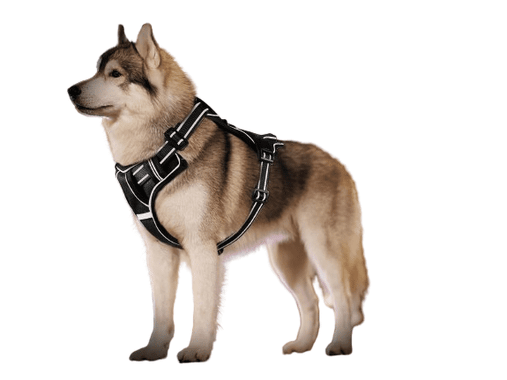 Harnais de sécurité confortable et réfléchissant pour chiens