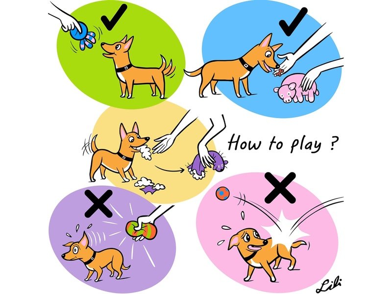CHIWAVA - Lot de 4pcs de jeux interactifs pour chiens en caoutchouc