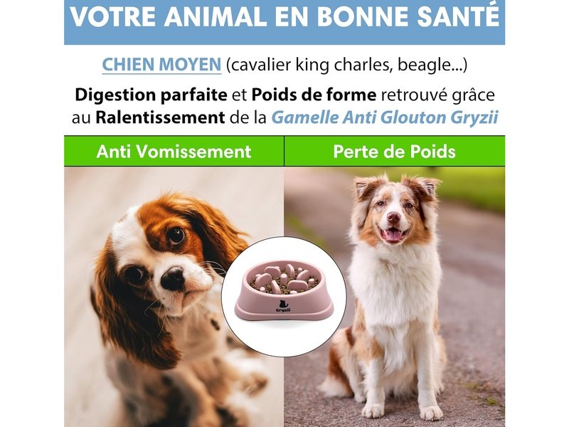 Gamelle Anti Glouton pour Chats et Chiens - Rose avec Picots