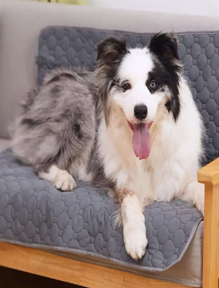 Tapis absorbant lavable pour de chien, tapis de sol réutilisables pour animaux de compagnie